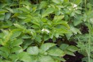 Беларусь планирует поставлять картофель в страны Евросоюза