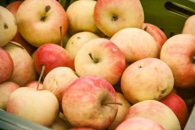 Беларусь на 44% обеспечивает себя собственными свежими яблоками