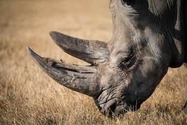 Носорог напал на сотрудницу зоопарка