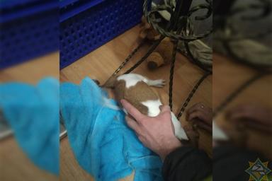 В Минске спасатели освободили щенка из металлической вешалки