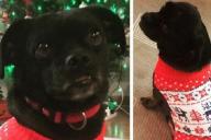 На кражу собаки понадобилось меньше минуты