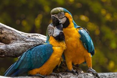 Ученые: самки попугаев выбирают умных самцов