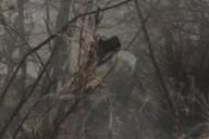 Очевидец поймал на камеру призрака