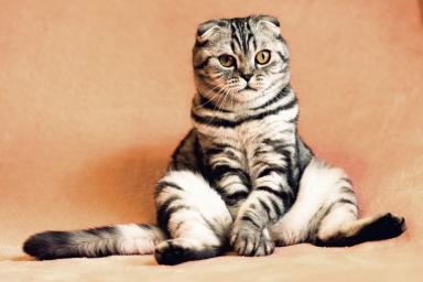 Ученые выяснили, что кошки копируют черты и привычки хозяина