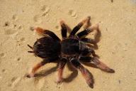 Опубликованы кадры смертельной схватки огромного паука и опоссума