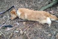 В Гродно задушили собаку. Милиция ищет владельца