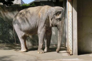 Умерла «самая грустная слониха» в мире