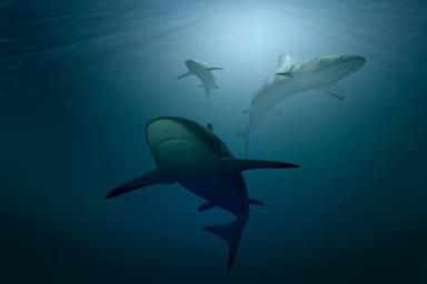 Ученые разгадали, как акулы-мако могут двигаться с огромной скоростью