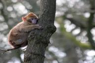 Москвич отправился в тюрьму за похищение и убийство обезьяны