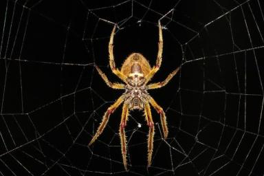 Ученые обнаружили у пауков творческие задатки при плетении паутин