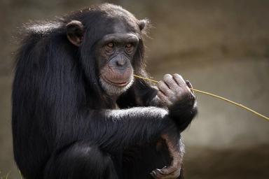 Ученые: присутствие человека меняет поведение шимпанзе