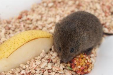 Ученые выяснили, до скольки могут досчитать мыши