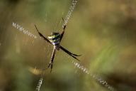 Ученые назвали самое быстрое существо на планете