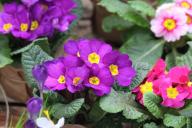 Польза и вред комнатных растений для здоровья