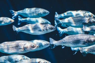 Польский суд отправил продавца рыбой в тюрьму за неправильное отрубание голов рыбам