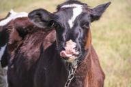 В Латвии не могут найти доярок за 800 евро «на руки»