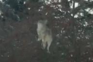 Ничего необычного: койот ест яблоки на дереве 