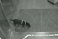 Преступник попался полиции из-за снимка своей собаки