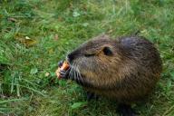 В Минске возле Администрации президента бегал странный зверек