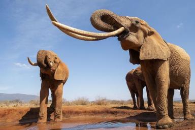 В Африке умерла «королева слонов» с гигантскими бивнями
