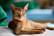 Женщина заявила в полицию на собственную кошку