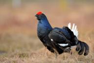 Сезон охоты на глухаря и тетерева открывается в Беларуси 20 марта