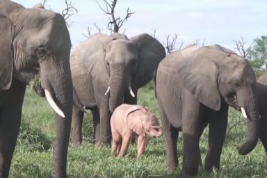 Чудо природы: в Южной Африке сняли на видео розового слоненка