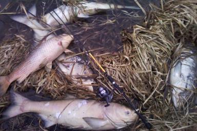 На озере в Несвижском районе случился крупный замор рыбы