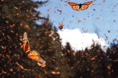Калифорния переживает нашествие миллионов бабочек
