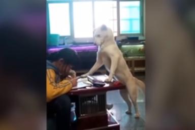 Собака-надзиратель заставила девочку делать домашнее задание