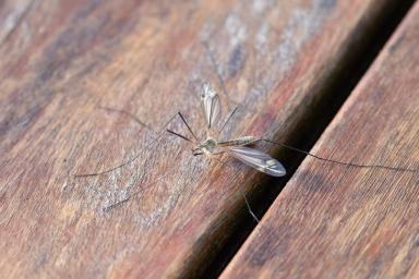 Ученые обнаружили новую суперспособность комаров