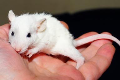 Ученые научились понимать «речь» крыс