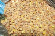 Житель Брестской области пытался вывезти в Польшу более центнера янтаря