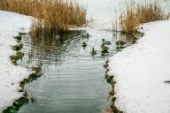 Пропавшего перед Новым годом жителя Пинска обнаружили в водоеме