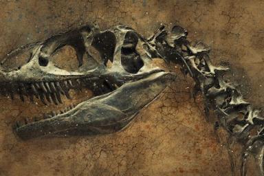 Ученые открыли новый вид млекопитающих эпохи динозавров