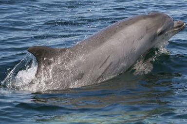 Капитана турецкого судна оштрафовали на $15 тыс. за убийство дельфина