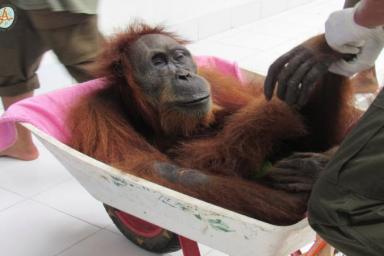 В Индонезии самка орангутана выжила после 74 выстрелов
