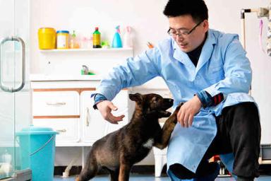 В Китае начали дрессировать первую клонированную полицейскую собаку