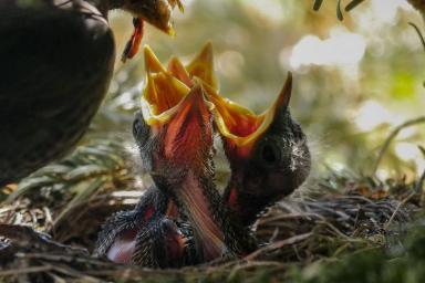 Ученые впервые обнаружили останки древней птицы с яйцом внутри