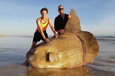 На австралийском пляже нашли огромную рыбу