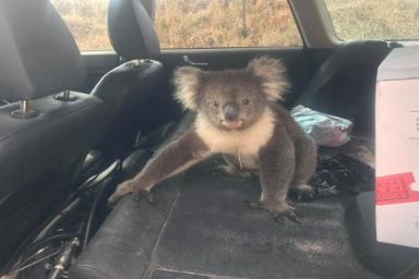 Австралиец снял на видео, как коала захватила его авто