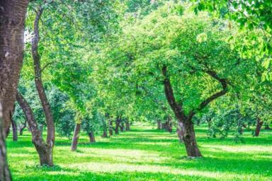 Парки семейных деревьев появятся в четырех районах Минска до 1 июня
