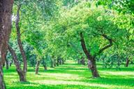 Парки семейных деревьев появятся в четырех районах Минска до 1 июня