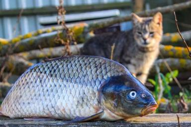 В Столинском районе браконьер сетями наловил рыбы на Br4,5 тысячи