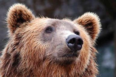 В Калифорнии медведи ходят на обед к людям