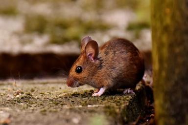 Житель Великобритании снял видео с мышью, которая убиралась в его гараже