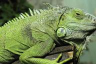 Мужчина обнаружил ярко-зеленую игуану у себя в туалете