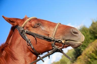 В Сморгонском районе конокрады пытались украсть лошадь с фермы 