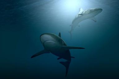 Схватка морского льва с леопардовой акулой попала на видео