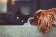 Ученые выяснили, кто любит хозяев больше – собаки или кошки